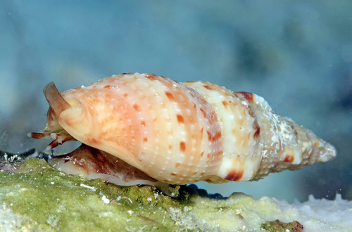 Colubraria obscura observed 2012-01-22