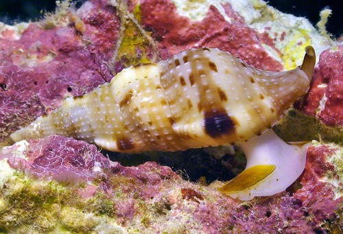 Colubraria obscura observed 2010-03-28