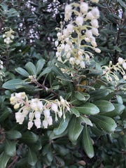 Comarostaphylis diversifolia planifolia