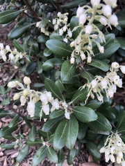 Comarostaphylis diversifolia planifolia