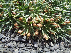Plantago uniglumis