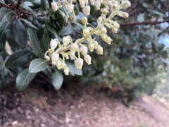 Comarostaphylis diversifolia planifolia