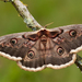 Giant Peacock Moth - Photo (c) Paul Cools, some rights reserved (CC BY-NC)