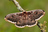 Giant Peacock Moth - Photo (c) Paul Cools, some rights reserved (CC BY-NC), uploaded by Paul Cools