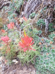 Castilleja scabrida