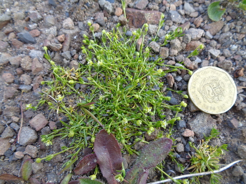 Sagina procumbens iNat (1)