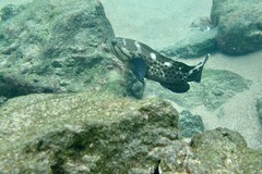 Epinephelus andersoni