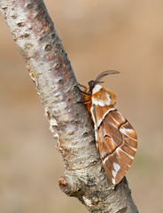 Endromis versicolora
