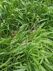 Bellevalia trifoliata