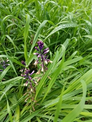 Bellevalia trifoliata