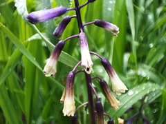 Bellevalia trifoliata
