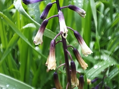 Bellevalia trifoliata