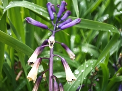 Bellevalia trifoliata