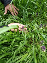 Bellevalia trifoliata