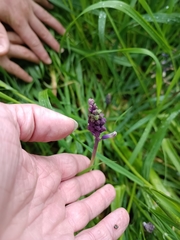 Bellevalia trifoliata