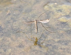 Tipula lateralis