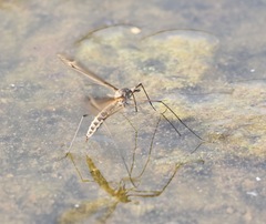 Tipula lateralis