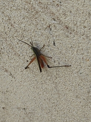 Staurorhectus longicornis