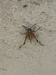 Staurorhectus longicornis