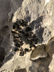 Lathagrium cristatum