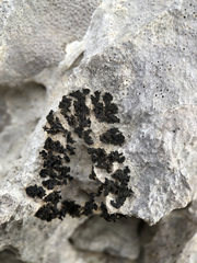 Lathagrium cristatum