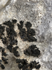 Lathagrium cristatum