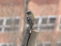 Fringilla coelebs africana