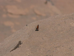 Quedenfeldtia trachyblepharus