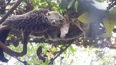 Arctictis binturong