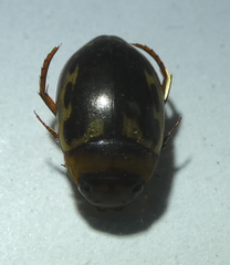 Platambus maculatus