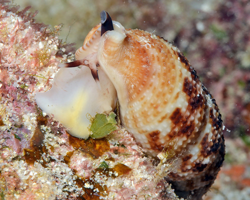 Colubraria tortuosa observed 2016-02-29