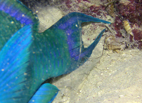 Colubraria tortuosa observed 2016-03-26
