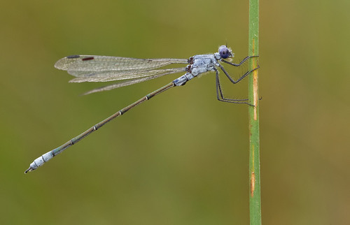 Dark Spreadwing