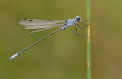 Lestes macrostigma