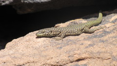 Scelarcis perspicillata