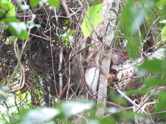 Sciurus aestuans ingrami