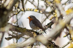Erithacus rubecula