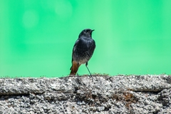 Phoenicurus ochruros