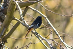 Phoenicurus ochruros