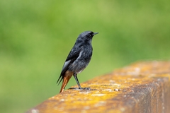 Phoenicurus ochruros