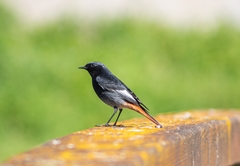 Phoenicurus ochruros