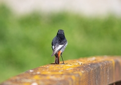 Phoenicurus ochruros