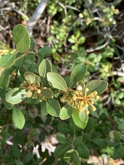 Lyonia fruticosa