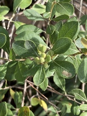 Lyonia fruticosa