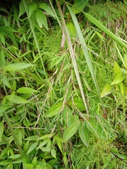 Pogonatherum crinitum