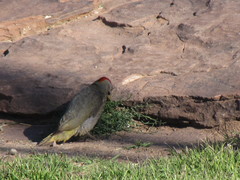 Picus vaillantii