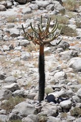 Browningia candelaris