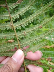 Pteridium revolutum