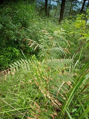 Pteridium revolutum