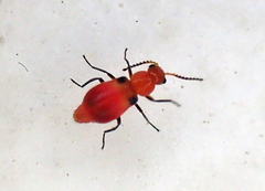 Attalus scapularis